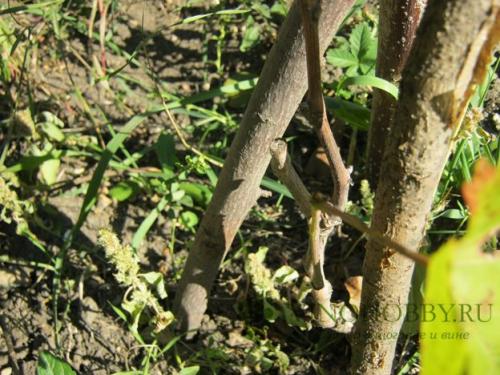 Подготовка винограда к зиме. Осенняя обрезка лозы в зависимости от возраста виноградника