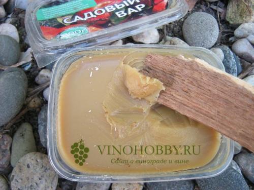 Подготовка винограда к зиме. Осенняя обрезка лозы в зависимости от возраста виноградника