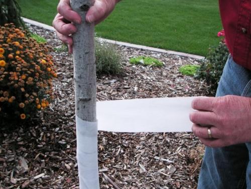 Как защитить деревья от зайцев. Виды защиты, эффективные от мышей