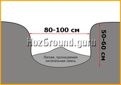 Посадка груши расстояние. Как посадить грушу весной – поэтапная инструкция