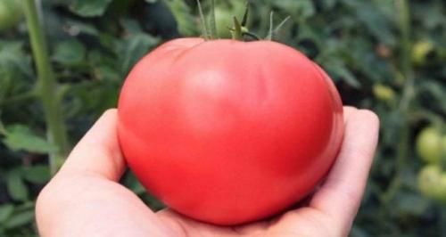 Самые урожайные сорта томатов для теплиц. Самые вкусные томаты для теплицы и гибриды