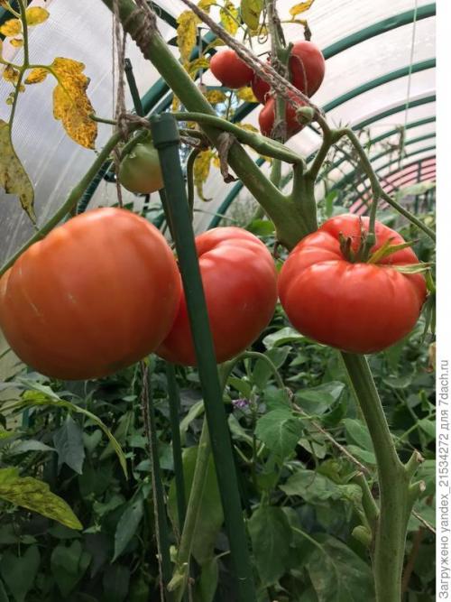 Лучшие сорта томатов на 2021 год. Мои фавориты томатного сезона-2021