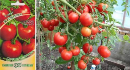 Самые урожайные сорта томатов для теплиц. Самые вкусные томаты для теплицы и гибриды