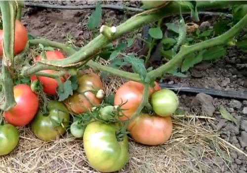 Мясистые сорта томатов для открытого грунта. 12 лучших крупноплодных томатов для открытого грунта и теплиц