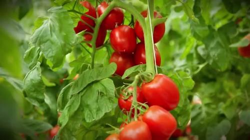 Томаты которые не боятся жару. Жароустойчивые сорта для открытого грунта