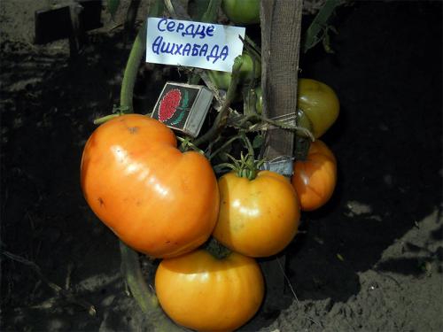 Томаты которые не боятся жару. Жароустойчивые сорта для открытого грунта