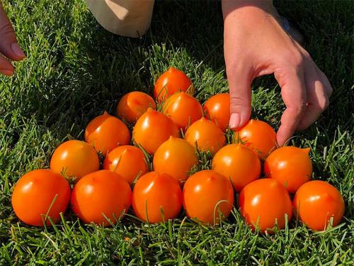 Томаты которые не боятся жару. Жароустойчивые сорта для открытого грунта