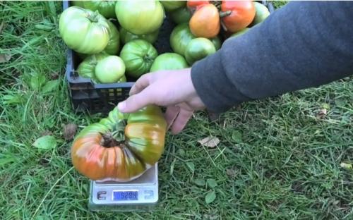 Мясистые сорта томатов для открытого грунта. 12 лучших крупноплодных томатов для открытого грунта и теплиц