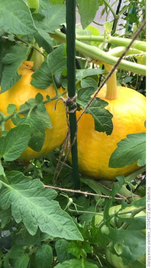 Лучшие сорта томатов на 2021 год. Мои фавориты томатного сезона-2021