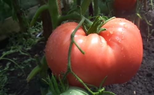 Мясистые сорта томатов для открытого грунта. 12 лучших крупноплодных томатов для открытого грунта и теплиц