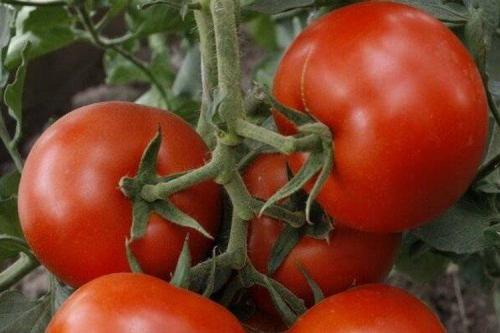 Сорта томатов для теплицы и открытого грунта. Самые высокоурожайные сорта томатов: фото, названия и описания (каталог)