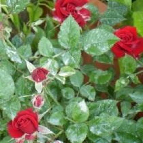 Сколько времени требуется кусту для адаптации. Как помочь розе адаптироваться?