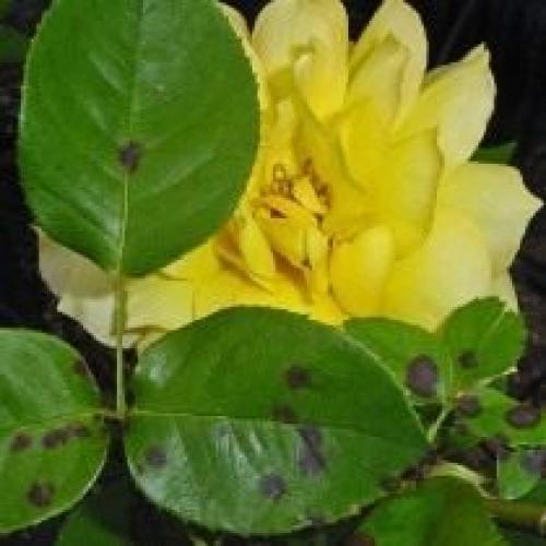 Сколько времени требуется кусту для адаптации. Как помочь розе адаптироваться?