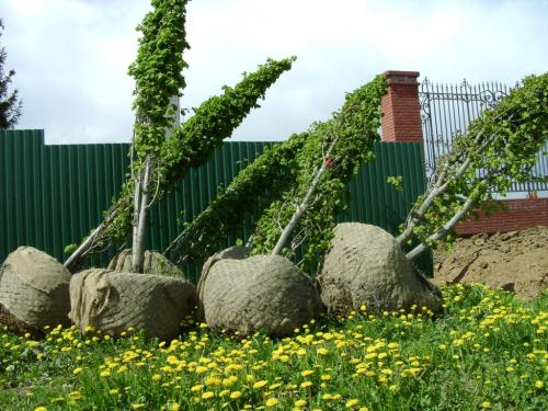 На какую глубину сажать куст на новом месте. Время для посадки