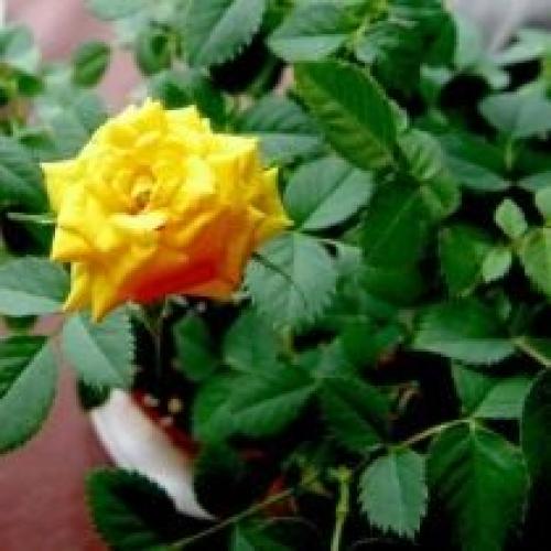 Сколько времени требуется кусту для адаптации. Как помочь розе адаптироваться?