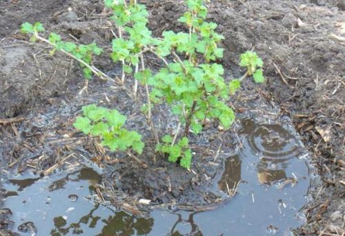 Можно ли пересаживать виноградное дерево летом. Выбор времени и особенности летней посадки