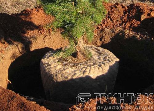 Как пересадить куст винограда: пошаговая инструкция 01 Как пересадить куст винограда: пошаговая инструкция 01