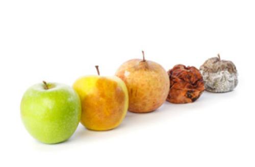 Просто и эффективно: как хранить яблоки в холодильнике 02