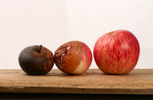 Просто и эффективно: как хранить яблоки в холодильнике 01