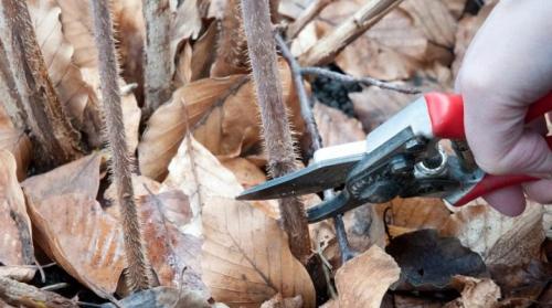 Ремонтантная малина обрезка. Как обрезать ремонтантную малину осенью?