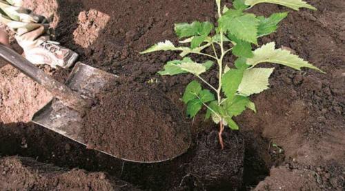 Как сажать ремонтантную малину весной. Когда лучше сажать малину ремонтантную: весной или осенью