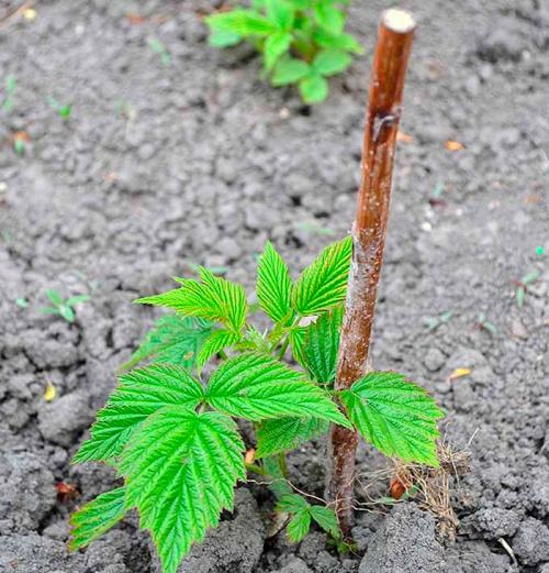 Как обработать ремонтантную малину весной. Уход за малиной весной