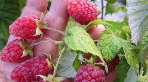 Ремонтантная малина уход, обрезка. Все об уходе за ремонтантной малиной весной