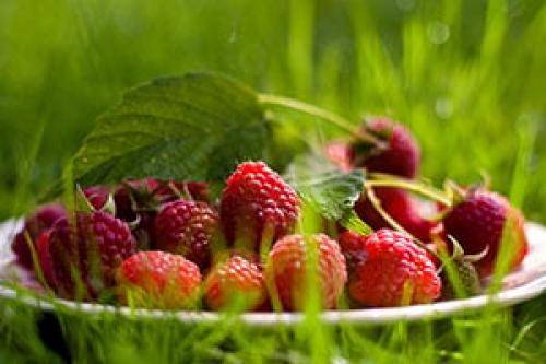 Как сажать малину ремонтантную. Преимущества высадки ремонтантной малины весной