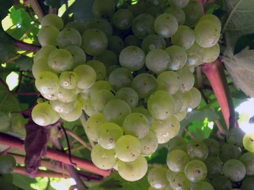 Как ухаживать за виноградным кустом после осенней пересадки. Посадка винограда осенью