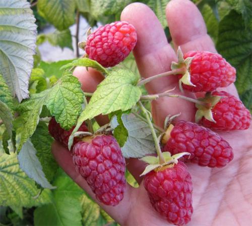 Лучшие сорта ремонтантной малины. Описание лучших сортов ремонтантной малины с фото