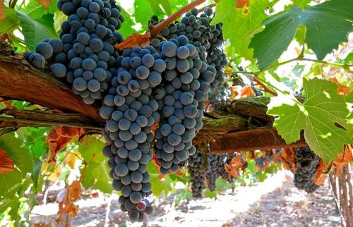 Как выбрать подходящее место для пересадки винограда осенью. Посадка и уход за виноградом осенью – полезные советы