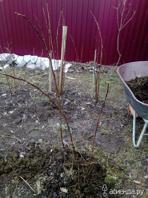 Можно ли ремонтантную малину выращивать, как обычную. Про ремонтантную малину, как делаю я