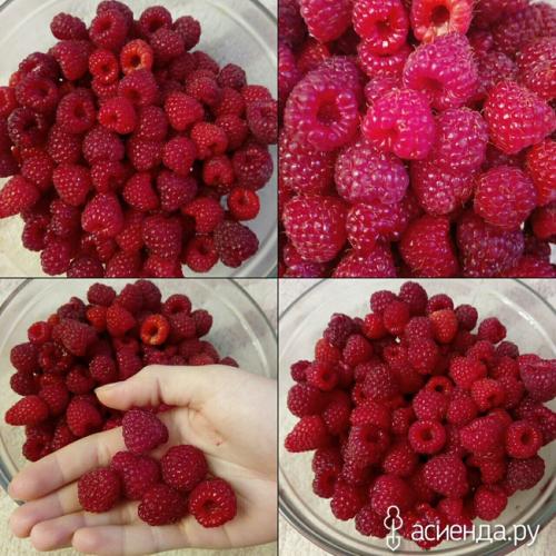 Можно ли ремонтантную малину выращивать, как обычную. Про ремонтантную малину, как делаю я