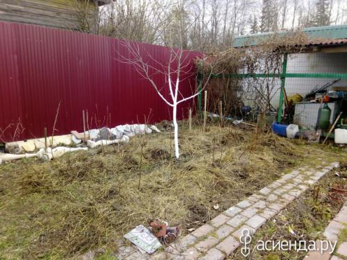 Можно ли ремонтантную малину выращивать, как обычную. Про ремонтантную малину, как делаю я