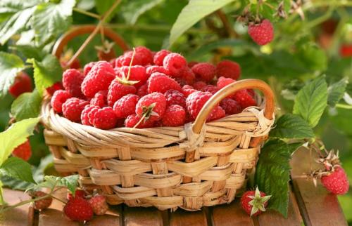 Ремонтантная малина уход, обрезка. Ремонтантная малина осенью – конфетки с ветки