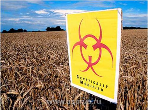 Ремонтантная малина это ГМО. Введение. Несколько фактов о ГМО