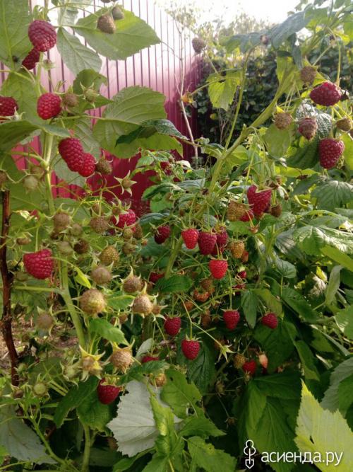 Можно ли ремонтантную малину выращивать, как обычную. Про ремонтантную малину, как делаю я