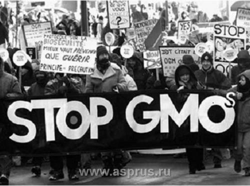 Ремонтантная малина это ГМО. Введение. Несколько фактов о ГМО