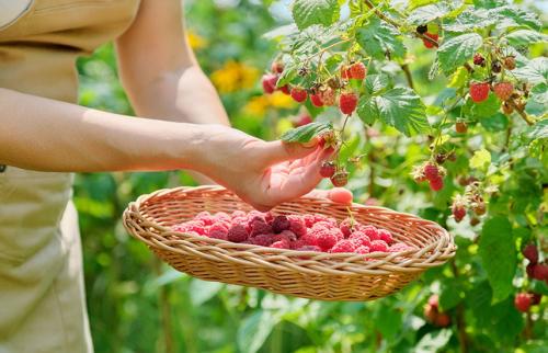 Ремонтантная малина уход, обрезка. Ремонтантная малина осенью – конфетки с ветки