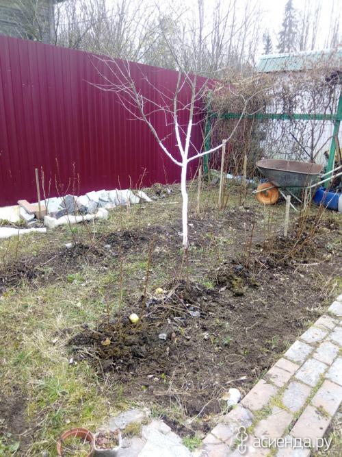 Можно ли ремонтантную малину выращивать, как обычную. Про ремонтантную малину, как делаю я