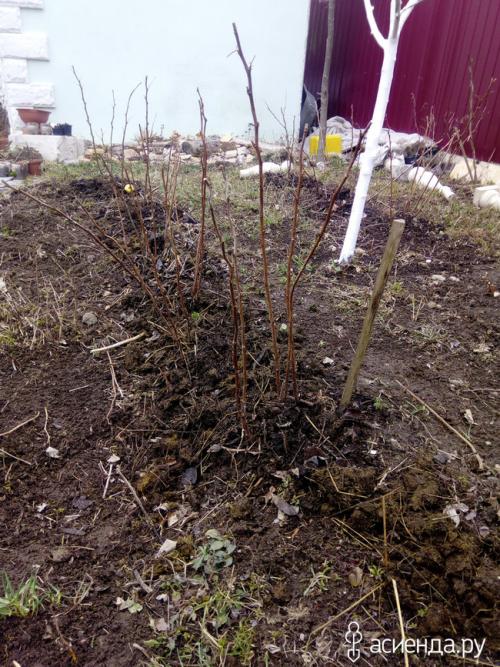 Можно ли ремонтантную малину выращивать, как обычную. Про ремонтантную малину, как делаю я