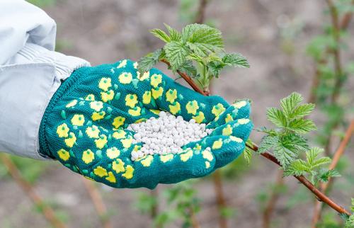 Ремонтантная малина уход, обрезка. Ремонтантная малина осенью – конфетки с ветки