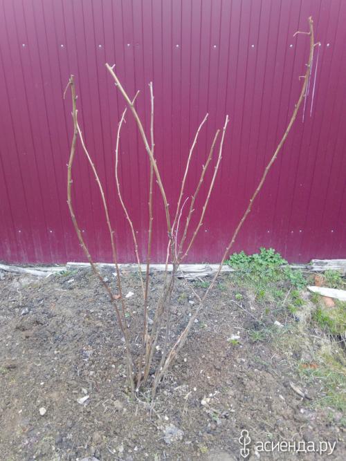 Можно ли ремонтантную малину выращивать, как обычную. Про ремонтантную малину, как делаю я