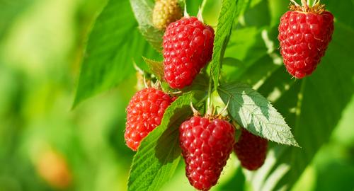 Как определить, какая малина растёт на участке. Какая малина лучше: ремонтантная или обычная? Как определить сорт малины?