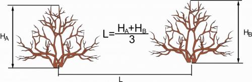 Как правильно пересадить взрослый куст на другое место: основные правила 03