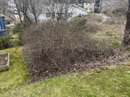 Как правильно выкопать взрослый куст. Выкапываем дерево или кустарник за семь шагов