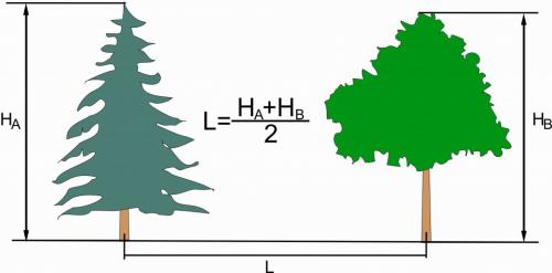 Как правильно пересадить взрослый куст на другое место: основные правила 02