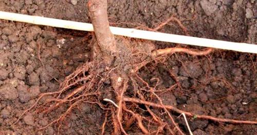 Как правильно сажать грушу весной. Несколько способов хранения саженцев груш до высадки 07