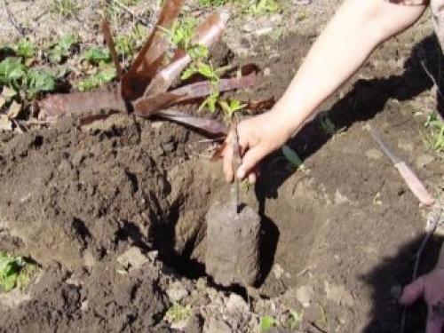 Как правильно сажать грушу весной. Несколько способов хранения саженцев груш до высадки 22