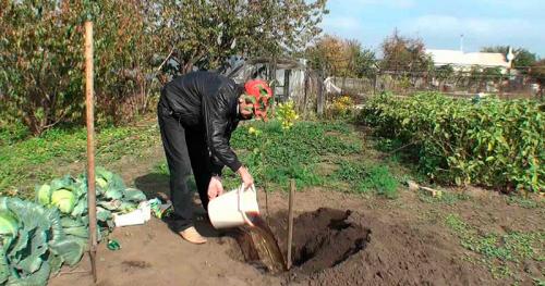 Как правильно сажать грушу весной. Несколько способов хранения саженцев груш до высадки 08